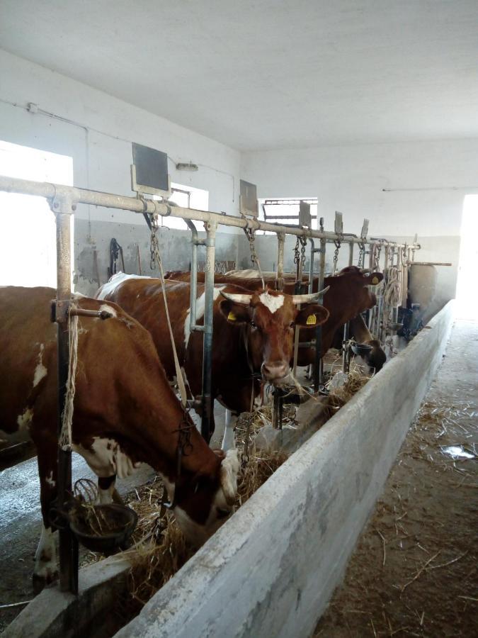 Masseria Ricci Φαζάνο Εξωτερικό φωτογραφία